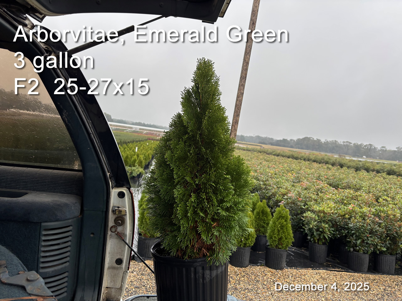 gallery/aveg3 f2 dec4.jpg